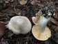 Nagy döggomba (Entoloma sinuatum), Őrség